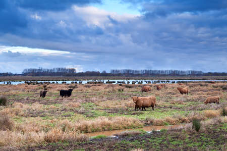 scottish cattle on wild meadows at clouded weather