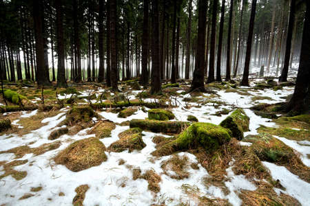 old coniferous forest with fog and snow in winterの写真素材