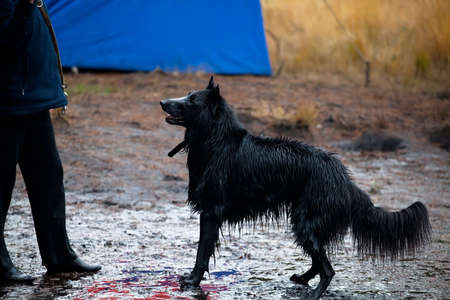 black Belgian Shepherd (Sheepdog) with owner outdoorsの写真素材