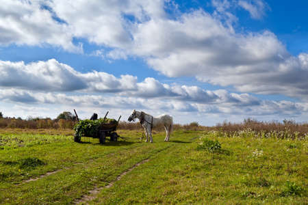 horse with cart on field under blue skyの写真素材