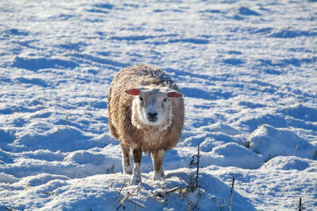 cute Dutch sheep on snow pasture in winterの写真素材