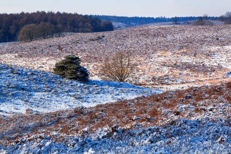 hills in Gelderland covered with snowの写真素材