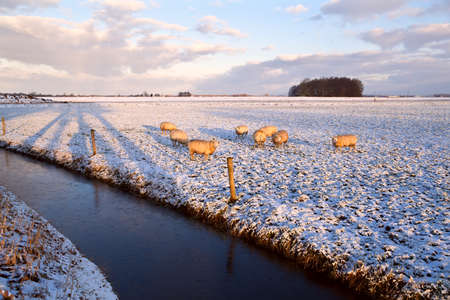 Durch sheep herd on winter pasture by canalの写真素材