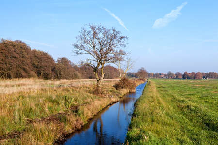 blue river and one old tree on green meadowの写真素材