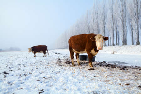 brown cows on snow pasture  in winter, Netherlandsの写真素材