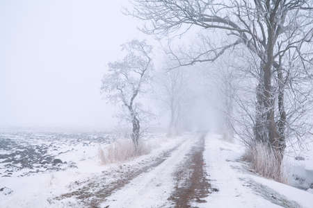 tree row bu rural road with fog and snowの写真素材