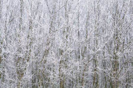 outdoor background of tree branches covered with white frost
