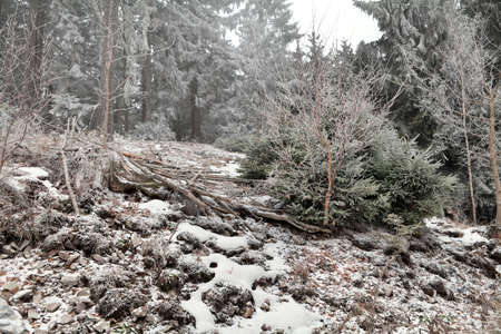 snow and frost in coniferous forest