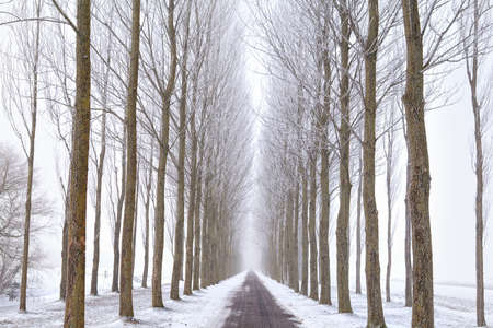 bicycle road between tree rows in winterの写真素材
