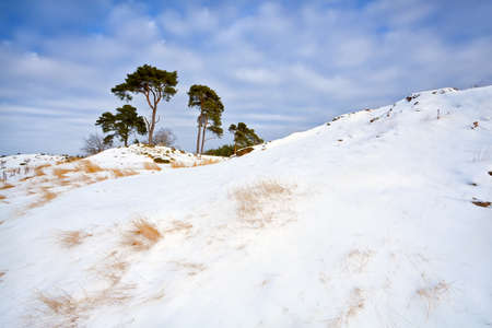 snowy dunes and pine over blue sky, Gelderlandの写真素材