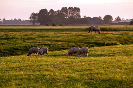 sheep and horse on pastoral at sunrise