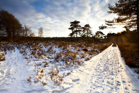 two opposite snowy ways in winter at sunset, Gelderlandの写真素材