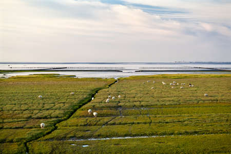 Dutch sheep on the swamp mood by north seaの写真素材
