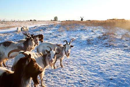 goat herd on snow pasture and windmillの写真素材