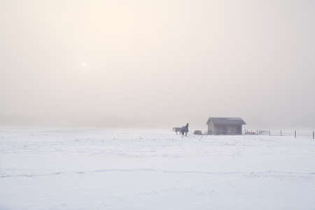 horses on farm in cold winter misty morningの写真素材