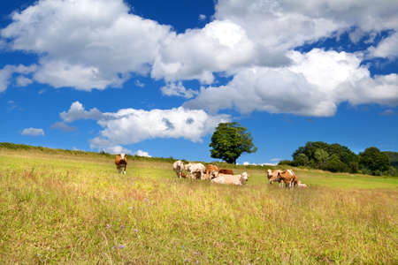 few alpine cows on summer pastoral and beautiful sky
