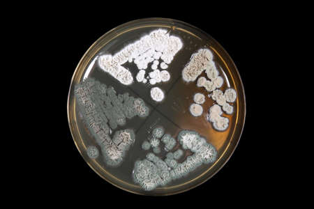 microorganisms Penicillum fungi on agar plate over black