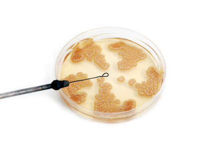 metal loop for Penicillum fungi on agar plate over white background