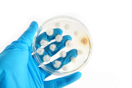 different genetically modified fungi on agar plate over white background