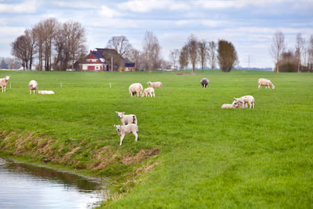 white lambs with sheep on Dutch pastoral, Frieslandの写真素材
