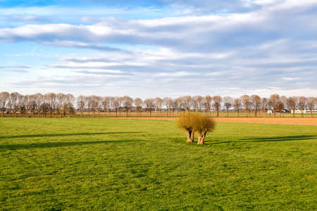 green meadows on Dutch farmland, Gelderlandの写真素材