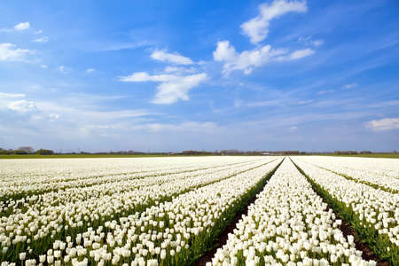 field with white tulips and blue sky, Alkmaarの写真素材