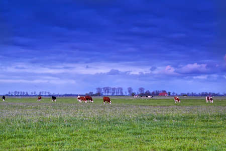 cattle grazing on pasture at sunset, Netherlandsの写真素材