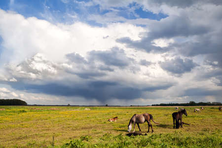 horses and little foals on pasture grazing and beautitul slyの写真素材