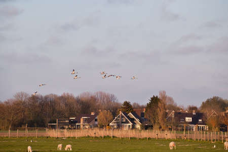 flying white swans over Dutch farmland with sheepの写真素材