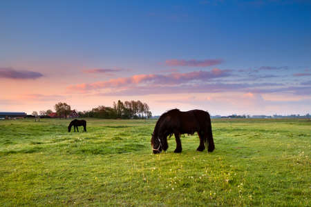 black horses on pasture at summer sunrise, Netherlandsの写真素材