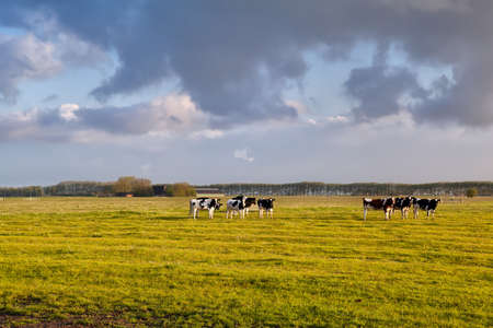 cattle on green pasture in morning sunshine, Holland