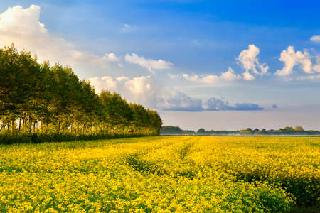 yellow field with rapeseed flowers and blue skyの写真素材