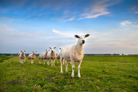 sheep herd on pasture over blue skyの写真素材