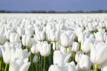 field with many white tulips, Alkmaa, North Hollandの写真素材