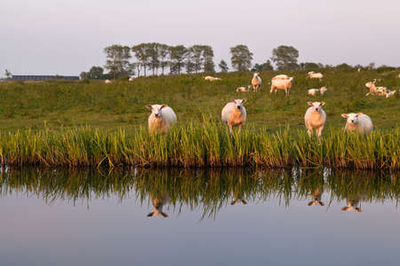few sheep reflected in river before sunsetの写真素材