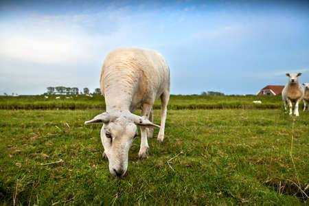 cute Dutch sheep grazing on green pastureの写真素材