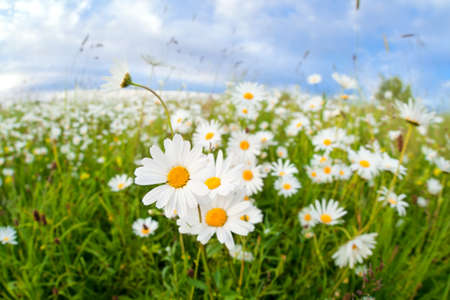 white chamomile flowers on summer meadow over blue skyの写真素材