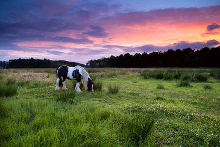 Apache horse grazing on pasture at dramatic sunsetの写真素材