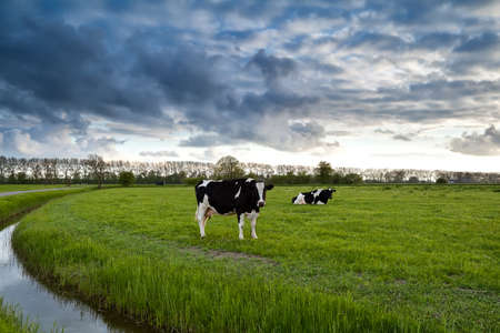 two black and white cows on green pastureの写真素材