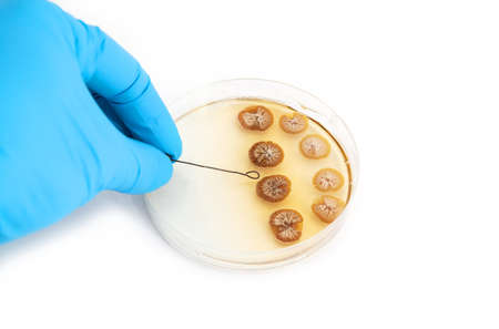 genetically modified fungi on agar plate over white