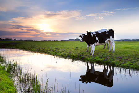 two milk black and white cows by river at sunsetの写真素材