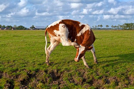 red and white cow scratching ear on pastureの写真素材