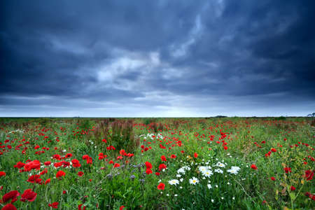 gloomy clouded sky over field with red poppy flowers and daisyの写真素材