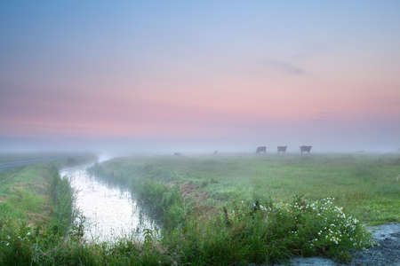 cow silhouettes on misty pasture and daisy flowersの写真素材