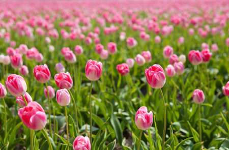 sunshine through pink tulips in spring, Alkmaar, North Hollandの写真素材