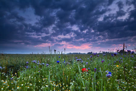 summer sunrise over field with wildflowers, Groningen, Netherlandsの写真素材