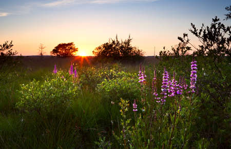 summer sunset over swamp with wildflowers, Focheloerveen, Drenthe, Netherlandsの写真素材
