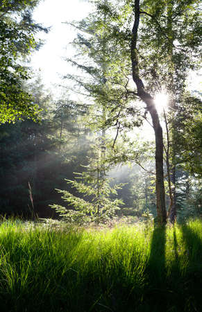 sunbeams in green forest over spruce tree, Drenthe, Netherlandsの写真素材