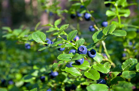blueberry shrubs with berry in wild forestの写真素材