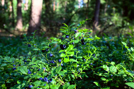 blueberry shrubs with blue fruits in the forestの写真素材